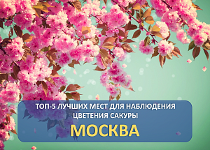 ТОП-5 лучших мест цветения сакуры в Москве